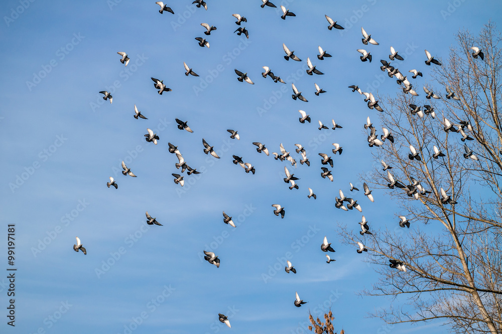 a flock of pigeons on a background of blue sky a flock of pigeons on a background of blue sky