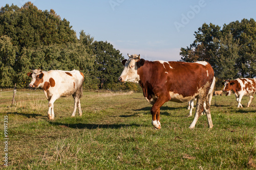 Herd of cows at summer green field © mariusz szczygieł