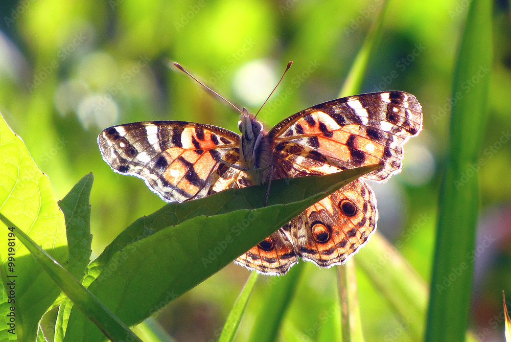 Obraz premium Butterfly