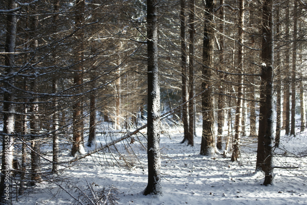 Fototapeta premium Зимний лес