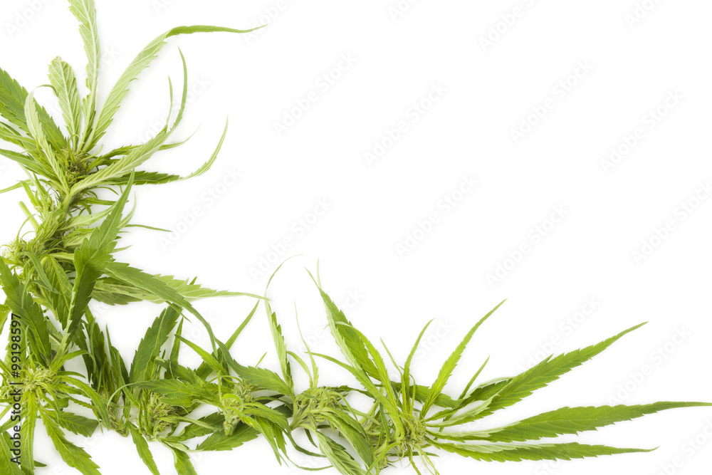 Fototapeta premium Cannabis background with copy space.