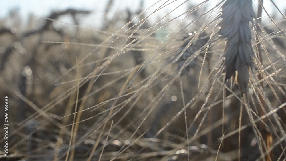 Background from a wheat field, against the sun Background from a wheat field, against the sun