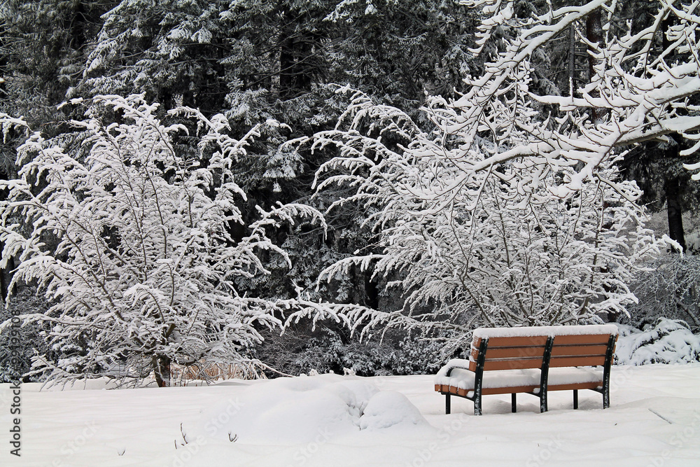Empty Park Bench in a Snowy Winter Forest