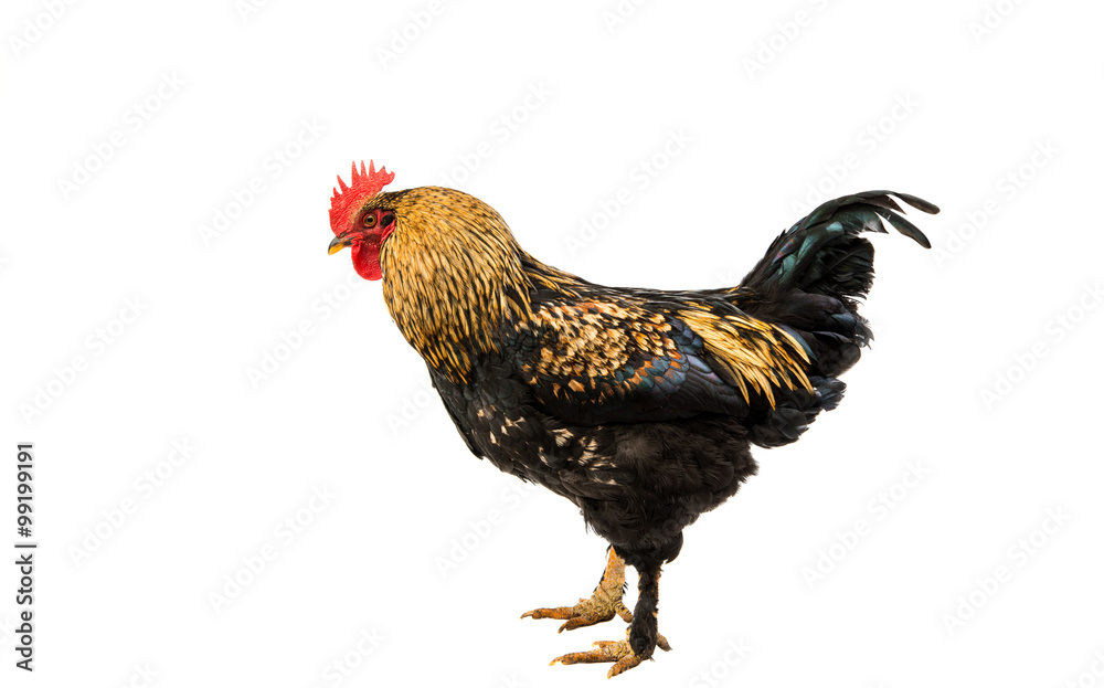 Fototapeta premium A hen chicken