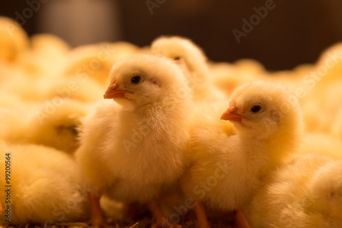 One day old chickens