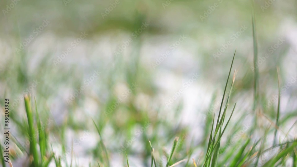 Green grass covered with snow macro