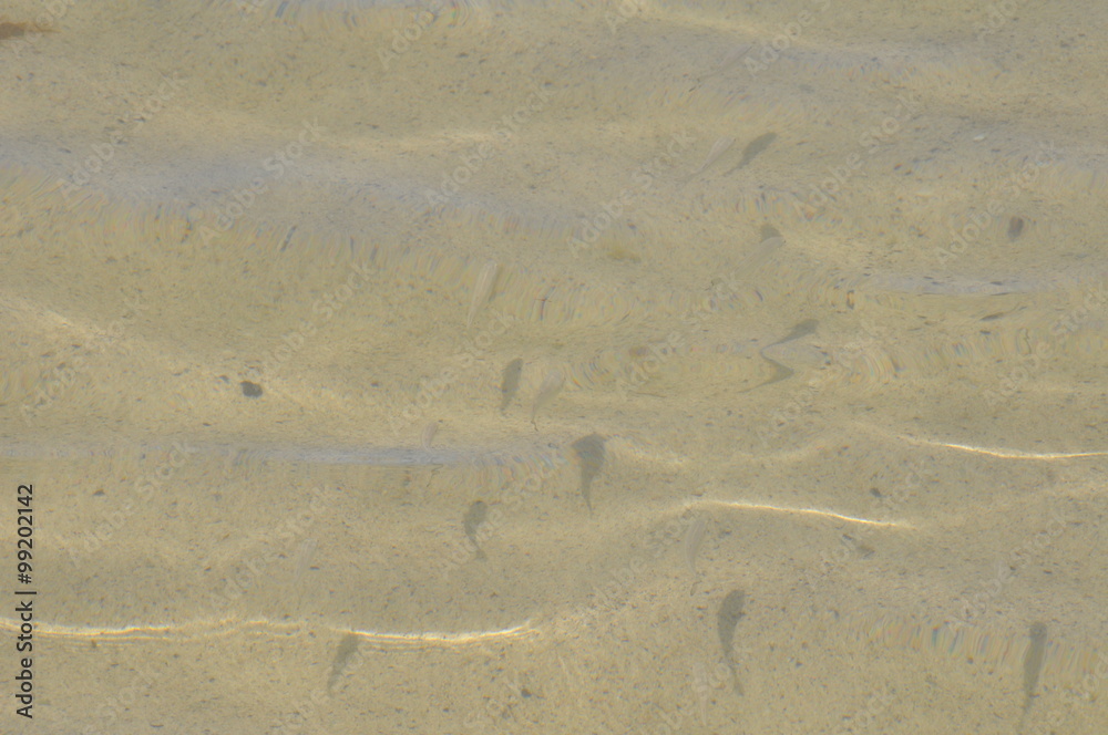 Fische in einer Lagune nahe Orzola Fische in einer Lagune nahe Orzola