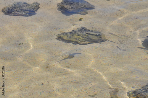 Fische in einer Lagune nahe Orzola photo