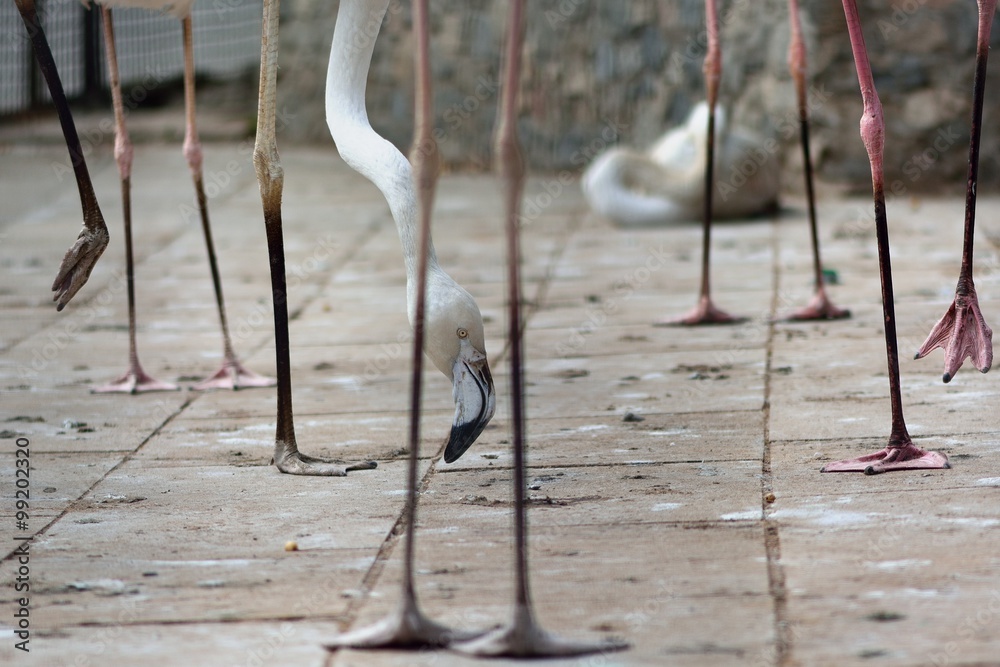 Fototapeta premium Flamingo legs with bird looking in between. Captive birds with with head shown looking between legs