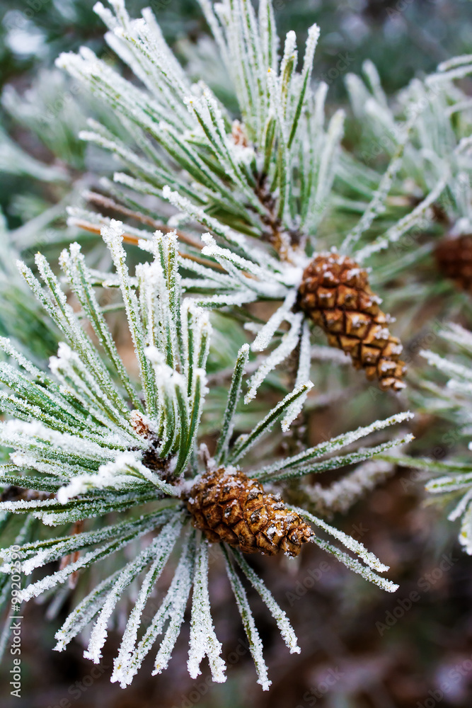 branch of pine tree with cone, winter branch of pine tree with cone, winter