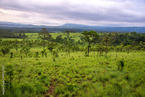 tropical rainforest