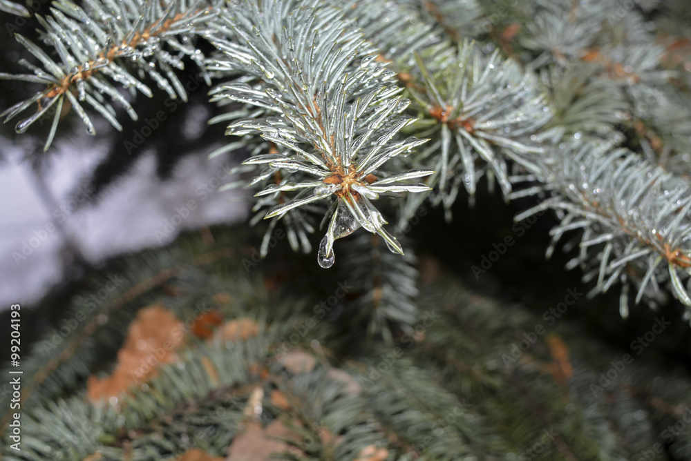 Деревья покрытые льдом после дождя в мороз
