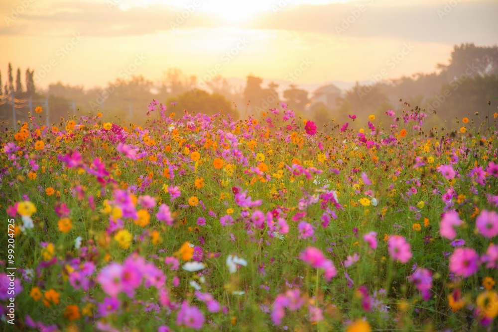 cosmos flower field in the morning at singpark in chiangrai, Tha
