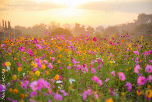 cosmos flower field in the morning at singpark in chiangrai, Tha © martinhosmat083