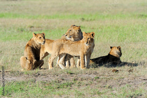 Lion in the grass of Masai Mara, Kenya