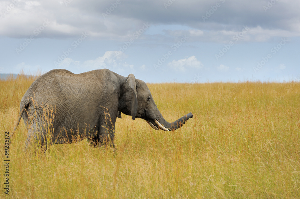 Fototapeta premium Elephant in National park of Kenya