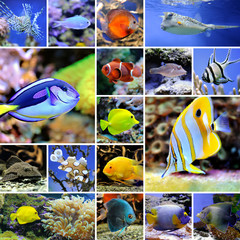 Collage of underwater photos