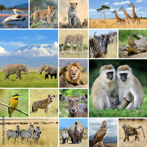 Photography Collage with photo african animals