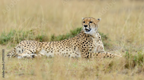 Wild african cheetah