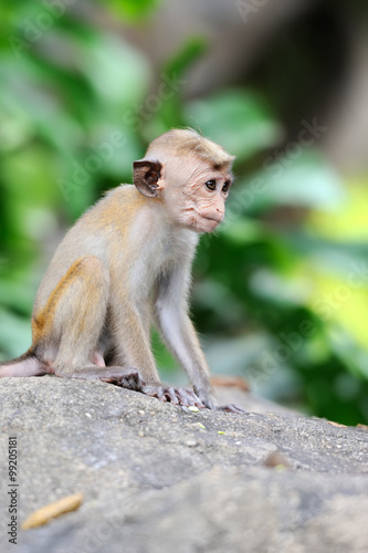 Monkey in the living nature © byrdyak