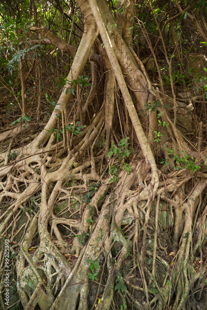 Roots of an Indian rubber tree (Ficus elastica), also called the Rubber fig, in Hong Kong, China.