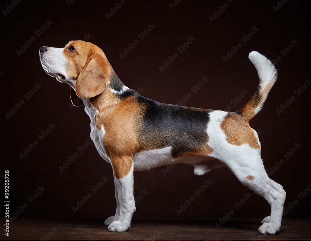 young beagle dog Stock Photo | Adobe Stock