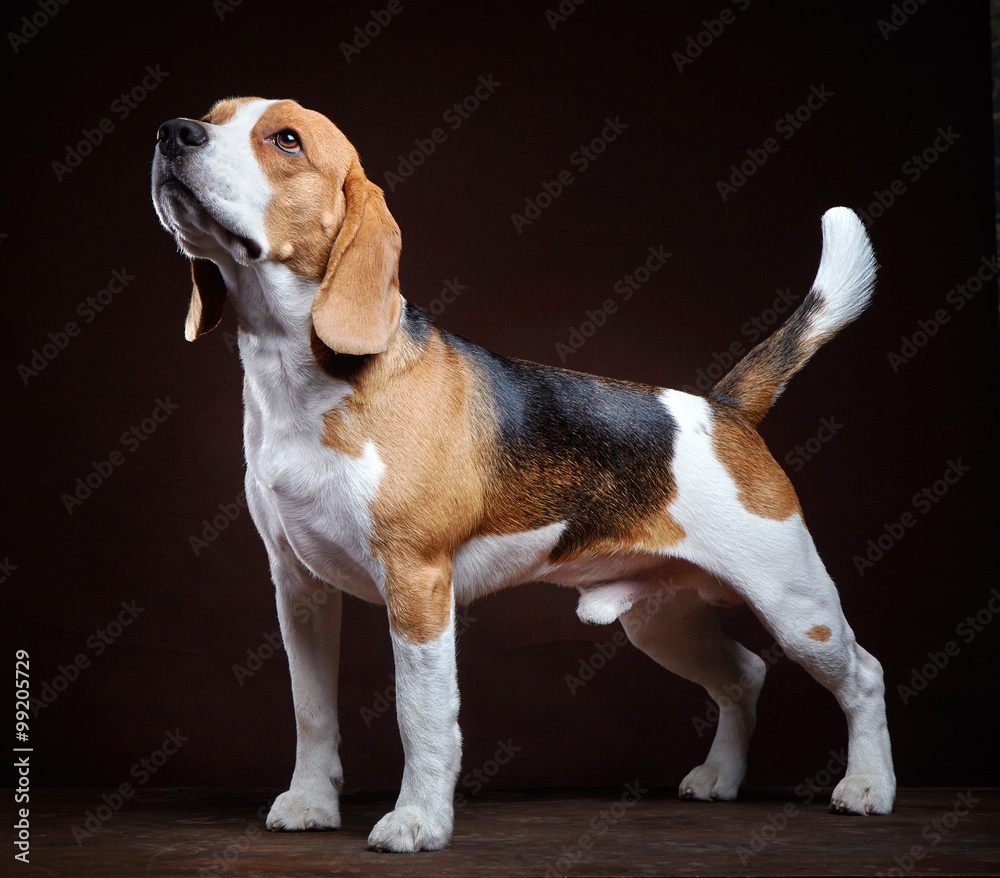 young beagle dog