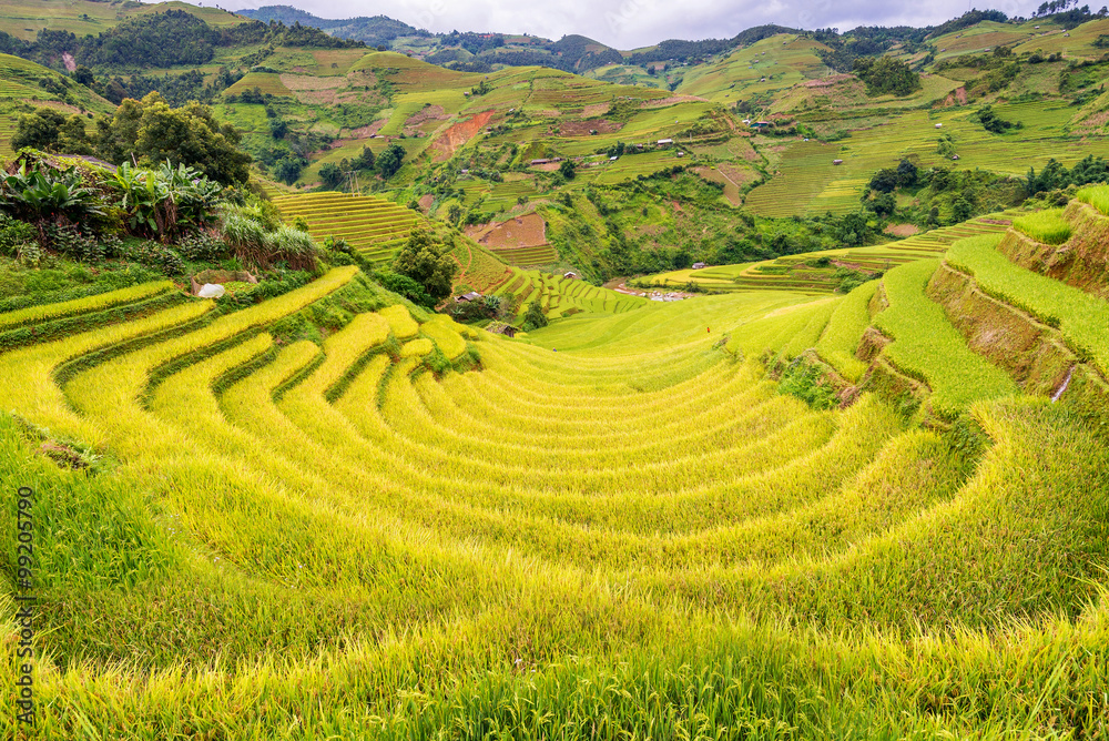 beautiful landscape view of rice terrace
