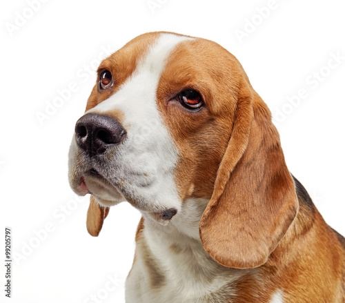 portrait of young beagle dog