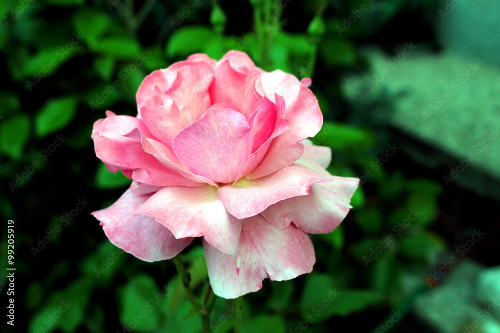 rosa rosa