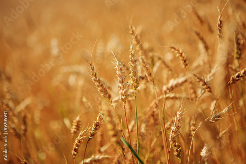 Golden wheat field ready to harvest