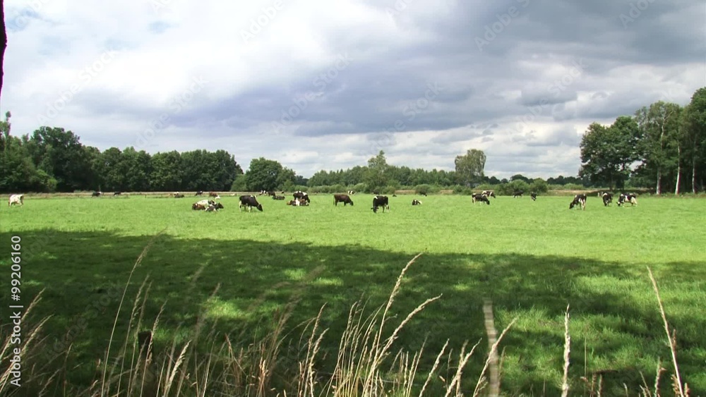Dairy cattle grazing in small Dutch pasture - wide shot + pan
