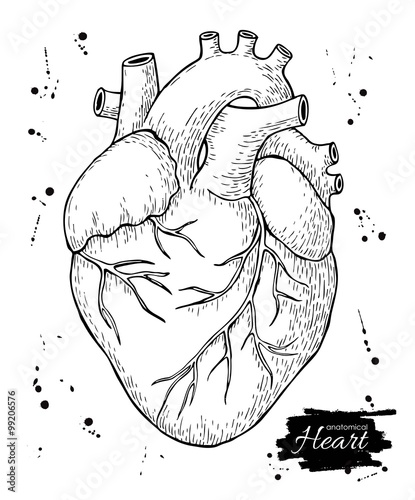 Anatomical human heart. Engraved detailed illustration.
