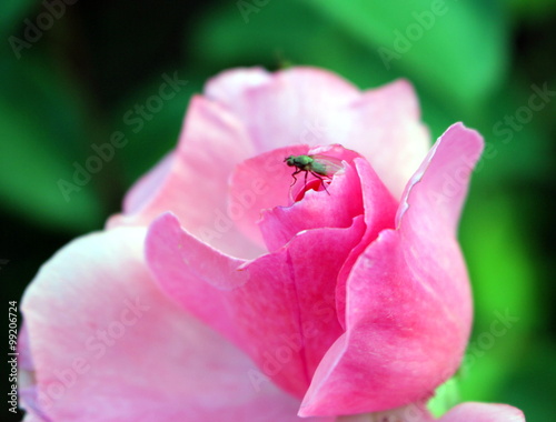 Fototapeta Naklejka Na Ścianę i Meble -  mosca sulla rosa