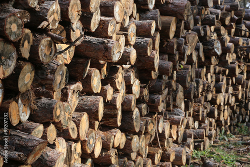 Woodpile of freshly cut lumber awaiting distribution