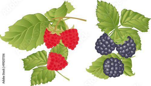 Red raspberries and blackberries on a white background.