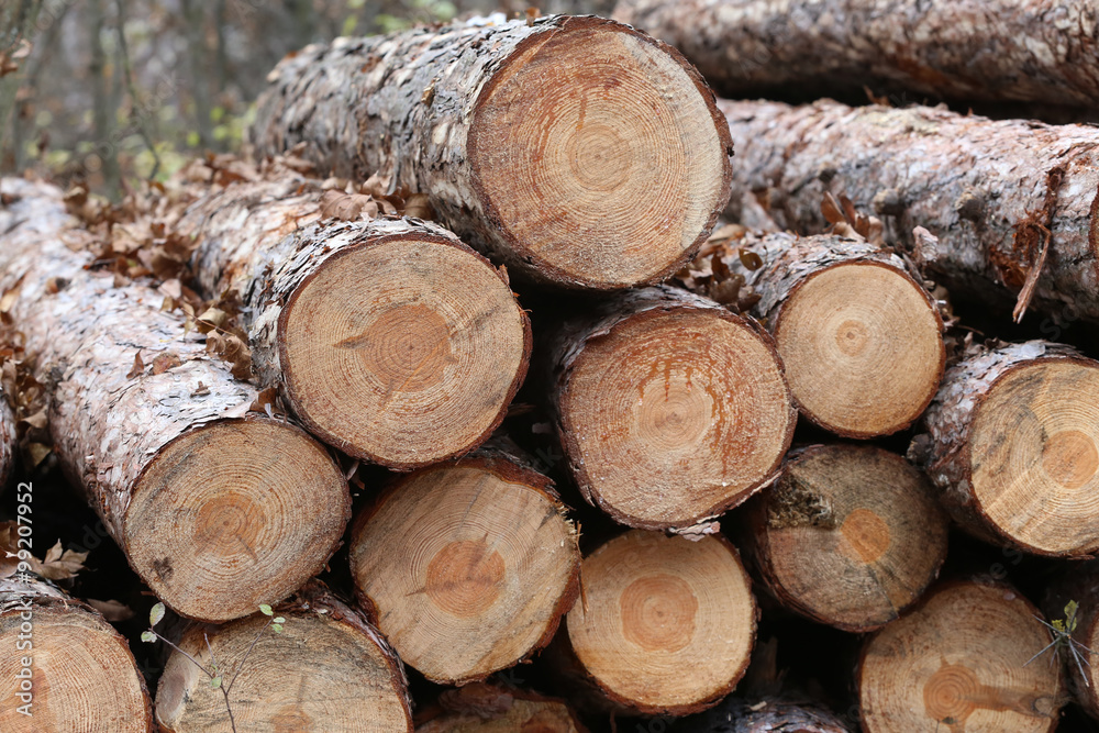 Freshly cut pine tree logs in forest outdoors Freshly cut pine tree logs in forest outdoors