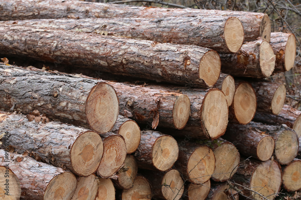Freshly cut tree logs piled up autumnal scenery Freshly cut tree logs piled up autumnal scenery