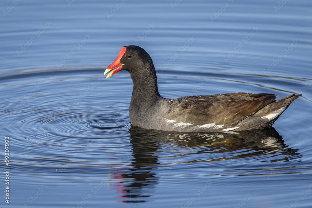 Common Gallinule Swimming in a Florida Pond Common Gallinule Swimming in a Florida Pond