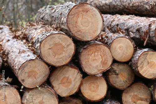 Freshly cut pine tree logs in forest outdoors