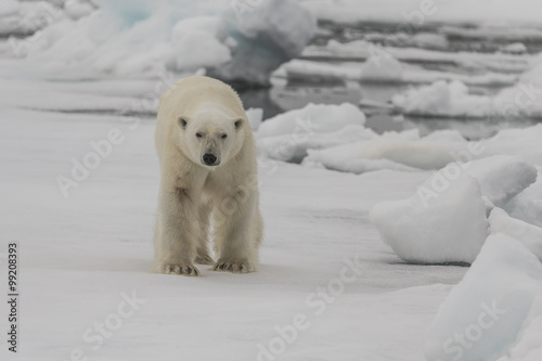 Walking Polar Bear.