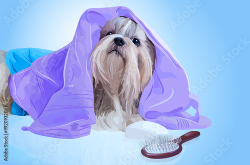 Shih tzu dog after washing