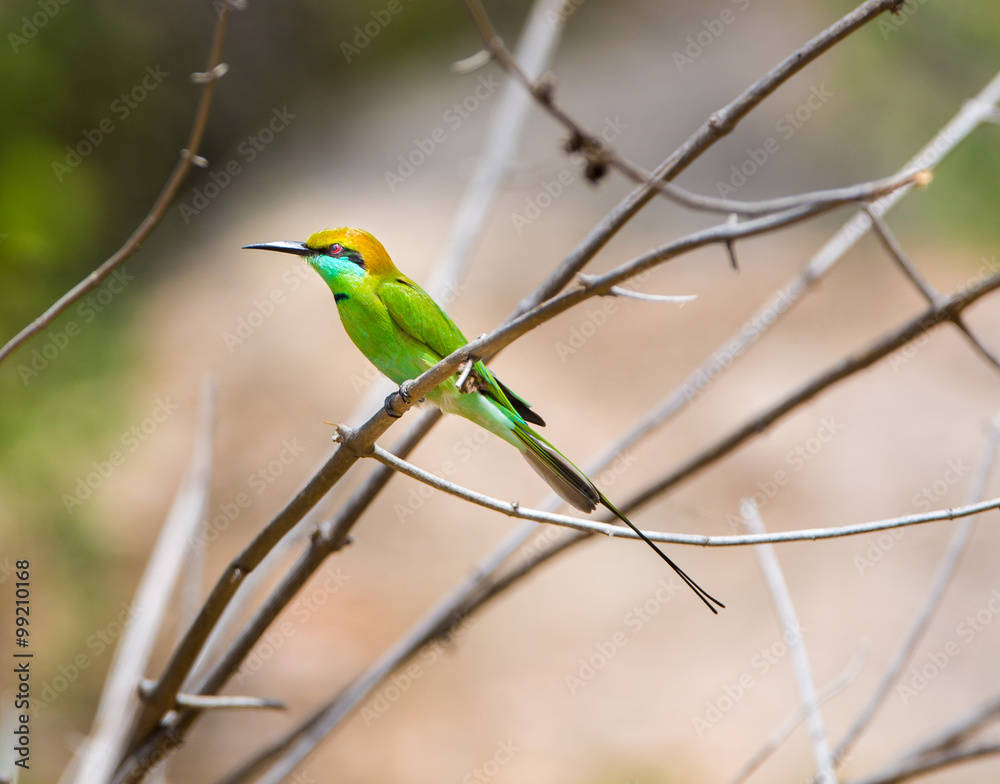 Green Bee eater is bright green and tinged with blue especially on the chin and throat. The crown and upper back are tinged with golden rufous. The flight feathers are rufous washed with green. 
