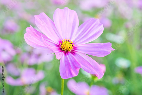 Cosmos flowers blooming in the garden