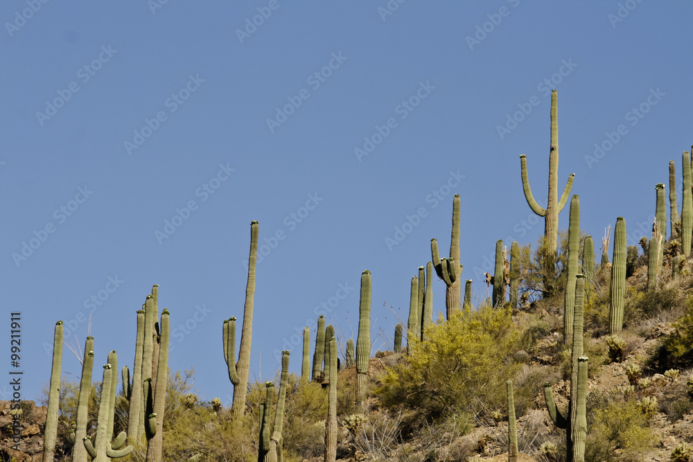 Saguaro Cactus landsacpe