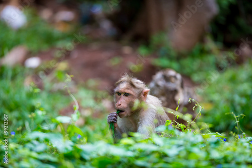 The Macaque diaries. The bonnet macaque is a macaque endemic to southern India. Its distribution is limited by the Indian Ocean macaque. These art part of the big Banyan tree troop Bangalore India. © Hummingbird Art