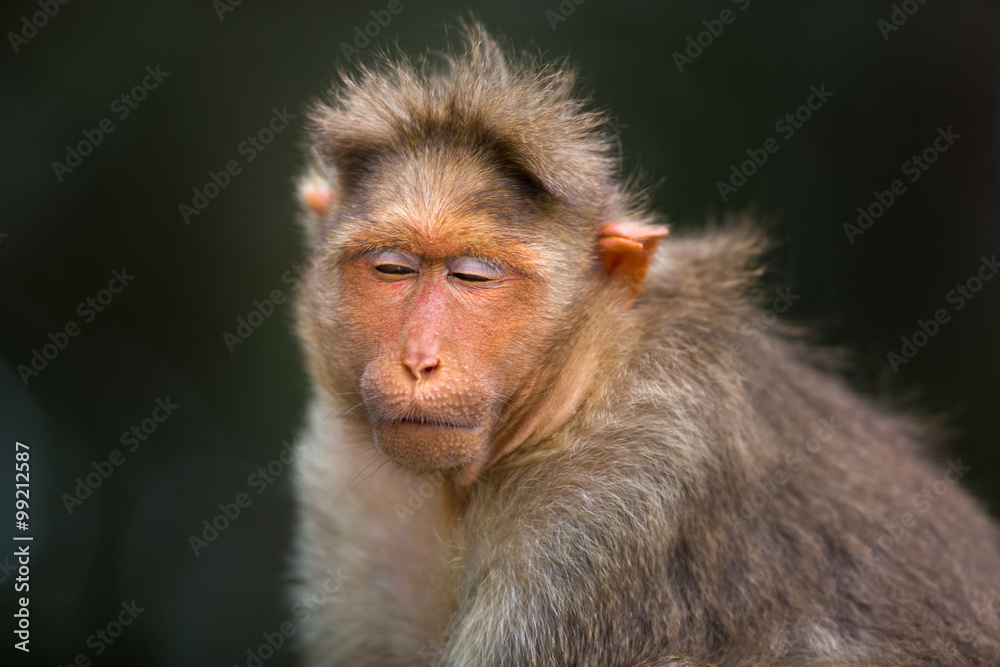 The Macaque diaries. The bonnet macaque is a macaque endemic to southern India. Its distribution is limited by the Indian Ocean macaque. These art part of the big Banyan tree troop Bangalore India. The Macaque diaries. The bonnet macaque is a macaque endemic to southern India. Its distribution is limited by the Indian Ocean macaque. These art part of the big Banyan tree troop Bangalore India.