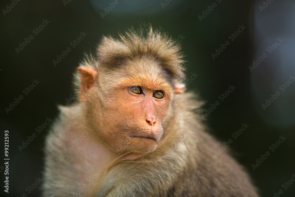 The Macaque diaries. The bonnet macaque is a macaque endemic to southern India. Its distribution is limited by the Indian Ocean macaque. These art part of the big Banyan tree troop Bangalore India.