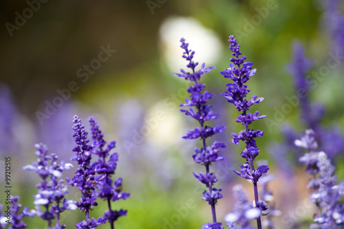 lavender flowers  close-up  selective focus