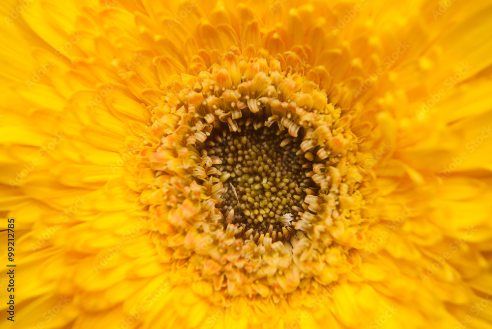 FLOR GERBERA AMARILLA, plantas ornamentales